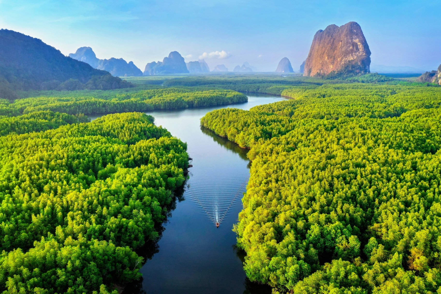 Mangrove forest from above
